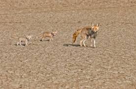 Chinkara or desert fox